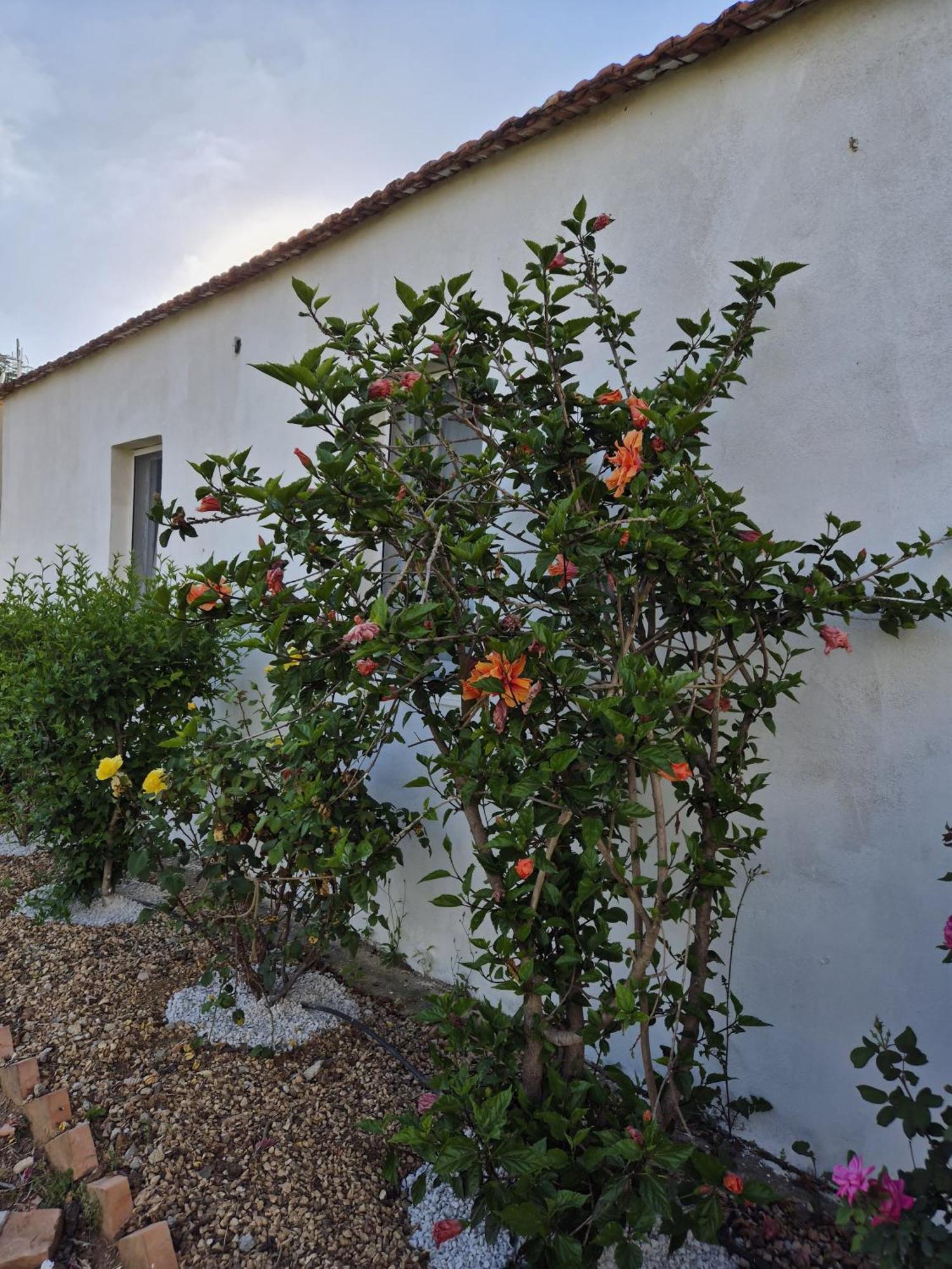 Villa Elvira Country House Belvedere Marittimo Exterior foto